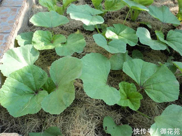 农村这个野菜，别当害草除掉，如今全国稀少，遇见请珍惜