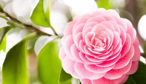  「天天」家里养花就养3种，开花漂亮花期长，一开就是300天，天天都能赏花