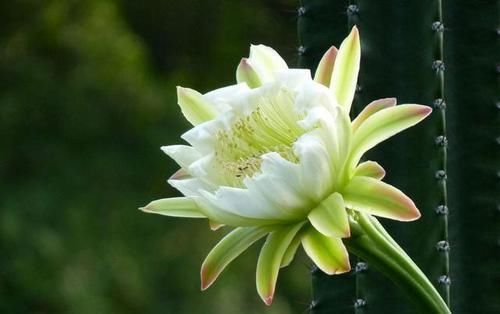  龙骨花：龙骨会开花吗？为什么我养护好几年的龙骨不开花，怎么让龙骨开花