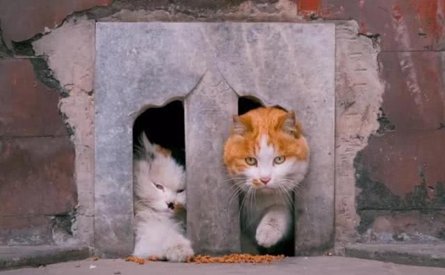 “巨型猫”成网红？拍猫达人教你在故宫看毛茸茸的真“御猫”