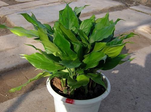  简直■这观叶植物居然能开花,简直以为自己买错了,邻居超眼馋!