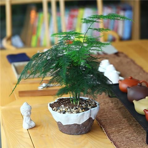  『地方都可以』几种耐阴花，最怕晒太阳，一晒就黄叶，看看你养了几种