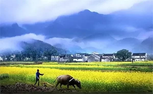 中国最美的油菜花海,油菜花逐渐“染黄”了神州大地