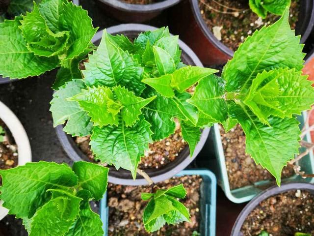于花卉修剪■修剪也得有“度”,“3种花”要悠着点,剪狠了一年不开花