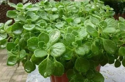  「能茁壮成长」这3种绿植可以说是天然的空气净化器，卫生间放一盆，异味都跑了