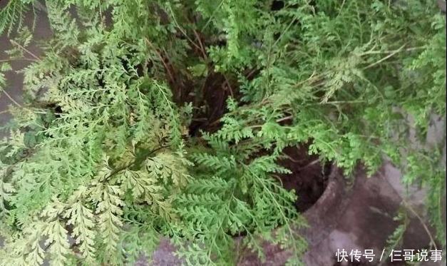  解毒药|农村一种植物，被称为“万能解毒药“，遍地随处可见却无