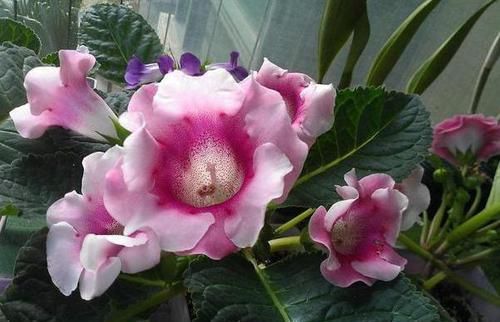  扦插：此种花1次种植，年年有花赏，跟着学扦插，做好3点阳台变花园