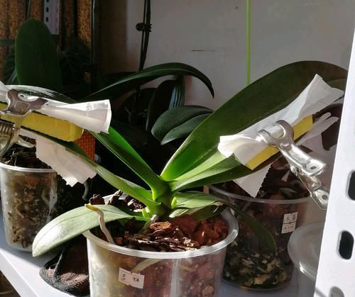  [解决]强迫症的困扰，已经爆花芽的蝴蝶兰叶片散乱无章，有什么办法解决