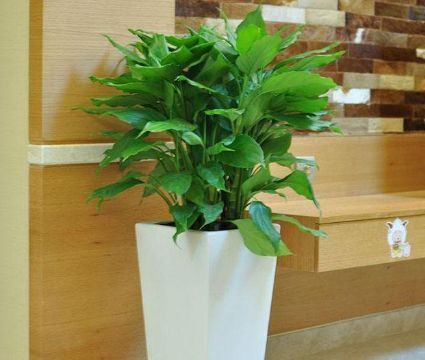  『家里』这四种花养在客厅，不用费心，花朵枝繁叶茂，开花成花园，美翻了