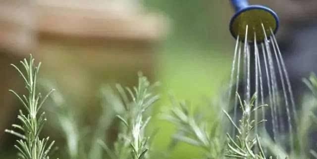 「解决」花在夏天看见太阳就干巴巴,怎么解决才最好?