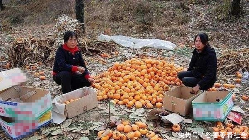  选择@柿子收购价一斤3毛没钱赚，不卖只能倒在路边，两难选择农