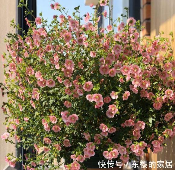 养花@阳台养花,首选4种,爆炸似的开,封闭阳台也美成花海