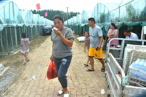 农民种植大棚葡萄，预计收入200万元，每天24小时轮流守护