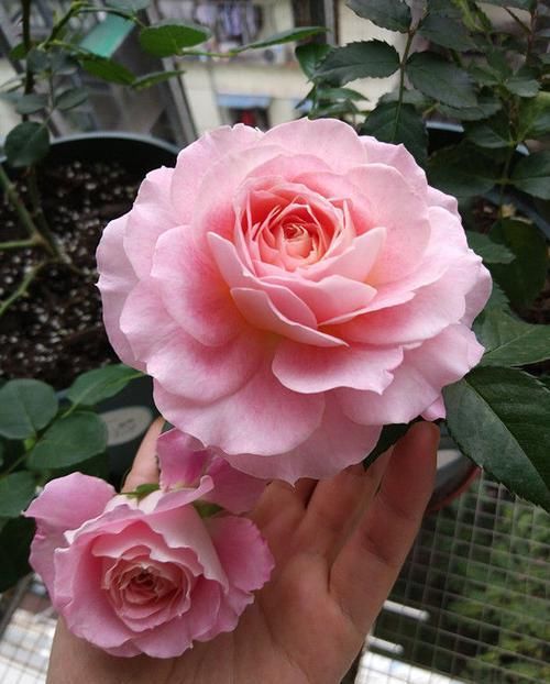  温馨■阳台选花，不妨养这4款植物，好养易爆盆，阳台开花变温馨小花园