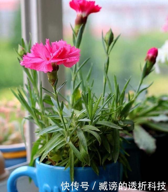 『蓝雪花』春天养了“4种花”,一出太阳就开花,花量大颜色美,是开花机器