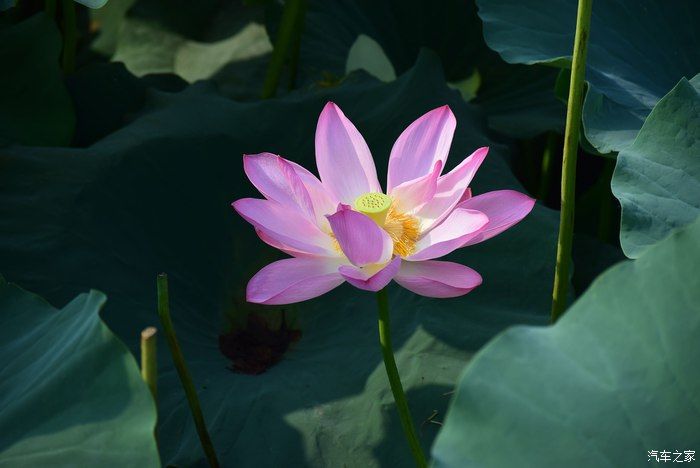 奥迪A6L，宝马X3，奔驰GLB，凯迪拉克CT5，不一样的新感受之九