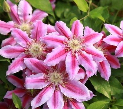  「值得」喜欢在家中养护美丽的花，就选3种花卉，花色绚丽多彩，值得拥有