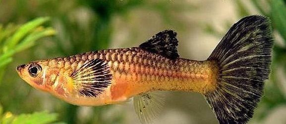  【均表现为】孔雀鱼太好繁殖啦，所以孔雀鱼的品种多到让你数不过来！