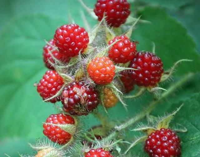 荒野中，一种红果实，曾经无人敢吃，如今一斤卖20元