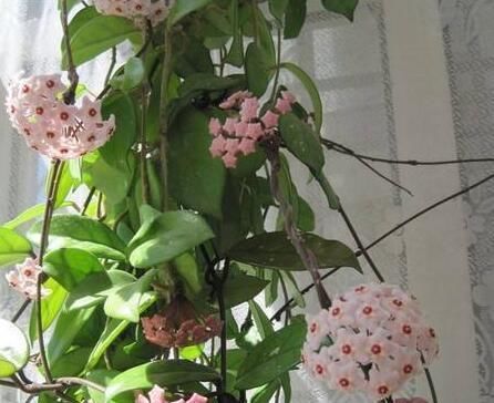  漂亮@这两种花，一节枝条能种活，耐阴耐寒，开花多又漂亮，爬藤满阳台