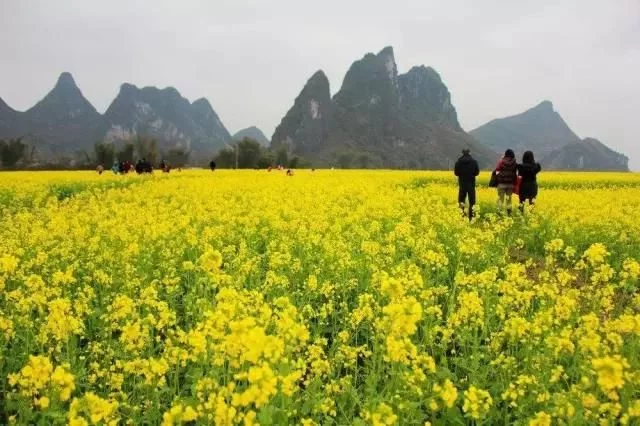 中国最美的油菜花海,油菜花逐渐“染黄”了神州大地