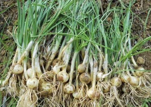  [值钱]农村小院里，1种“野蒜”不多见，白色根茎肥厚、值钱，请珍惜！