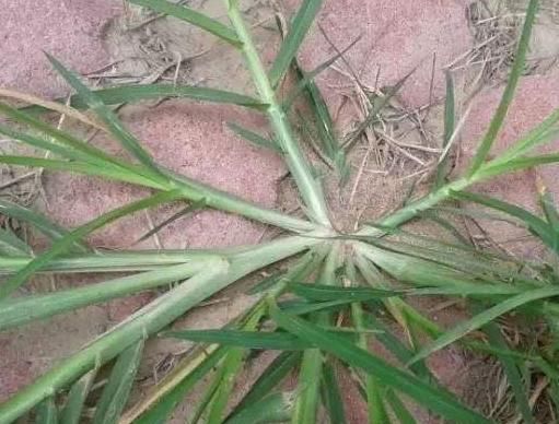  牛筋草|农村一“野草”，长得快惹人烦，农民见到就烦，穷人的“