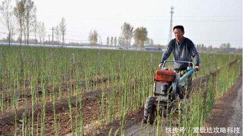  「市场中」农村懒人菜，种一次可收获10年，5元每斤亩收益上万不