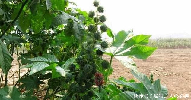 农村一种“剧毒”的野果，现在却可以成为发家致富的宝贝！