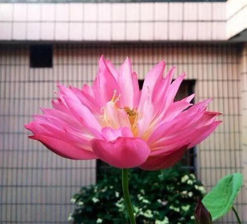 #花盆#开败的百合这样一处理,能长一缸的小球,花盆都不够用!