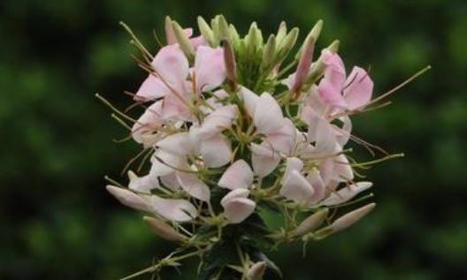 「养花」养花经验不足？养这“4种”花卉，高颜值易养活，花苞突突往外冒