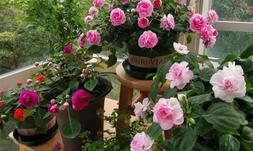  『凤仙花』养盆凤仙花，常年开花，花瓣能染指甲，小时候过家家经常玩