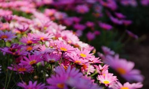  『锦花』喜欢养花，不如养盆换锦花，简单好养，随随便便就爆盆