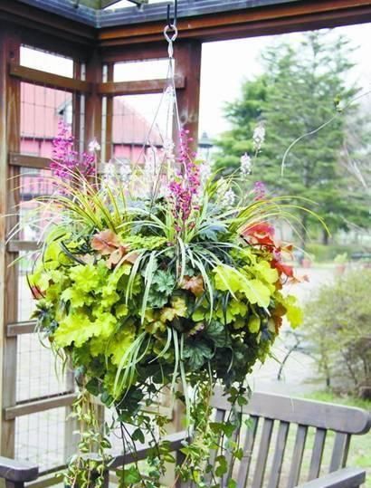  『矾根』叶子比花还要美的植物，不知迷倒多少人？