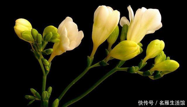 「越养越」新手养花就养此3种,开花简单不用多管,沾水就爆盆,越养越喜欢