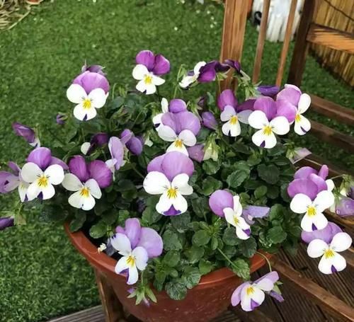  #紫叶酢浆草#爷爷养了一盆“蝴蝶花”，一根枝上开出百朵花，五颜六色最讨喜！
