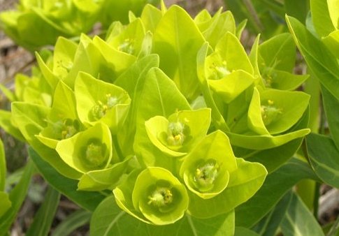  『漂亮』好养又耐活的几种花草，耐高温不怕晒，开花贼漂亮