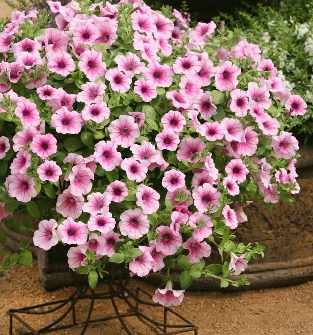  #春天#散发浓郁芳香的南美香水草和超级爱爆盆的6色矮牵牛