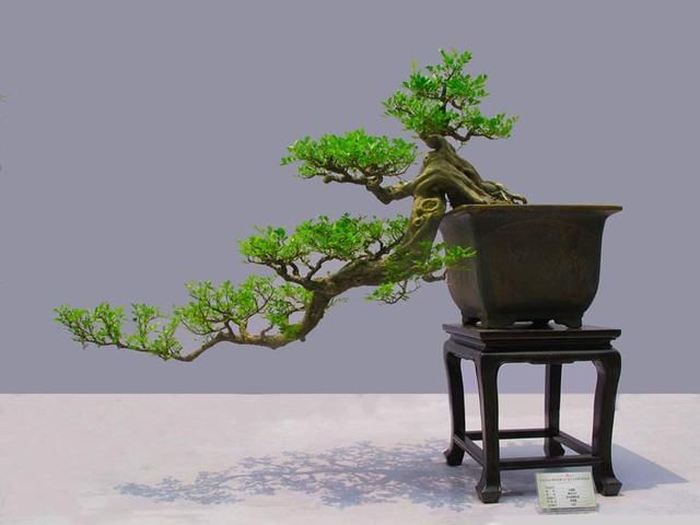 岭南盆景文化底蕴强！都被传到国外了，你还不认识吗？