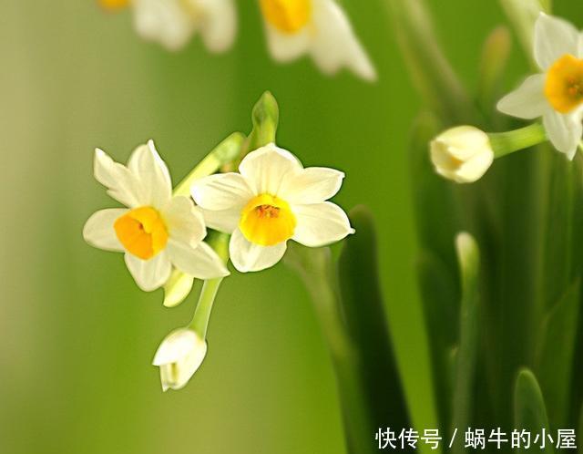  思念|此花是象征了思念的花，也是纯洁的爱情，是一切美好的象征