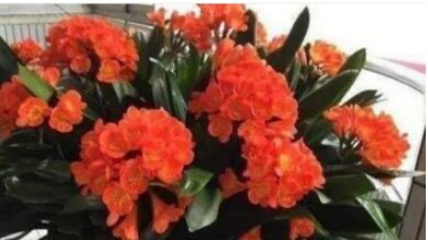  「肥得」花盆里撒1把“它”，土壤肥得流油，叶片花朵蹭蹭长，养啥花都旺