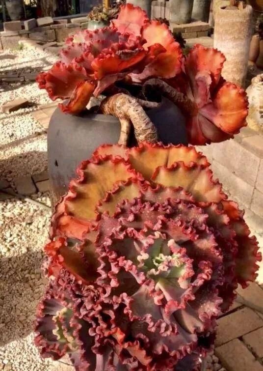  「属多肉植物」推荐八种高颜值多肉，好看又好养