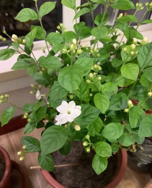  【种花】此4种花比百合都要香好多，还易爆盆，养在阳台瞬间变”花海“