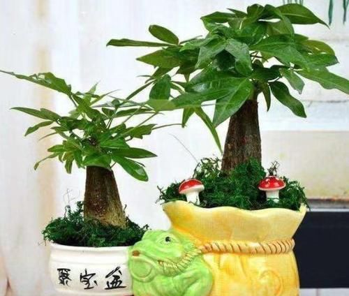  「油绿」养发财树，跟着学正确的浇水方法，叶子常年油绿，还不烂根