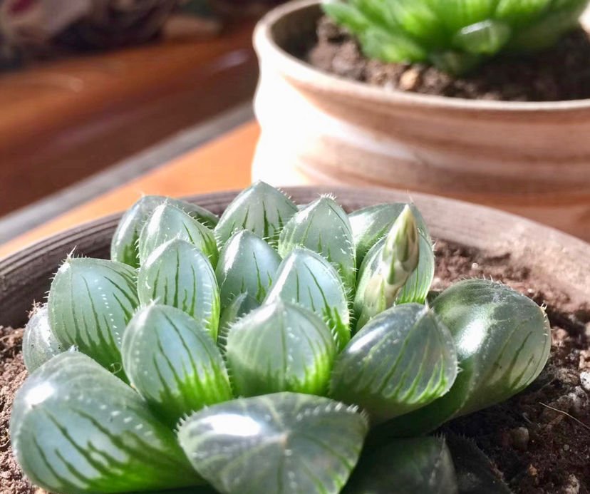  「焦黄」10种花,不能使劲晒太阳,否则叶子焦黄长黄斑