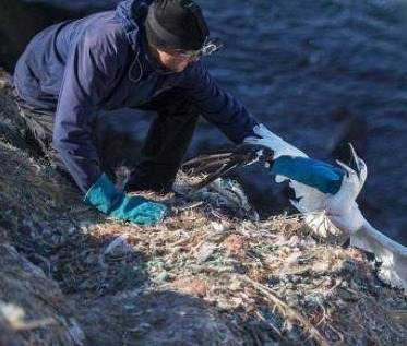 英国一座最臭的岛屿，上面生活着7亿只海鸟，每年产生2千吨鸟粪