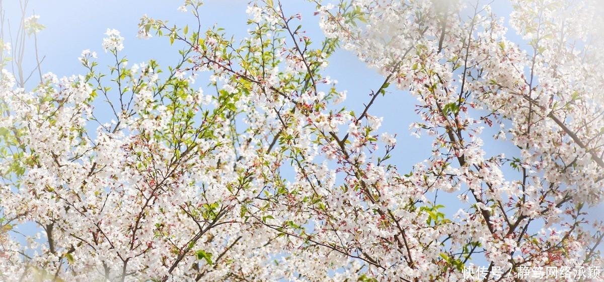 这座低调小城承包了浙江最美的春天, 清明去过两三天乡下生活~