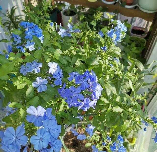 「气根」4月是这7种花的绝佳生长期,房前屋后都爬满!开出一堵花墙!