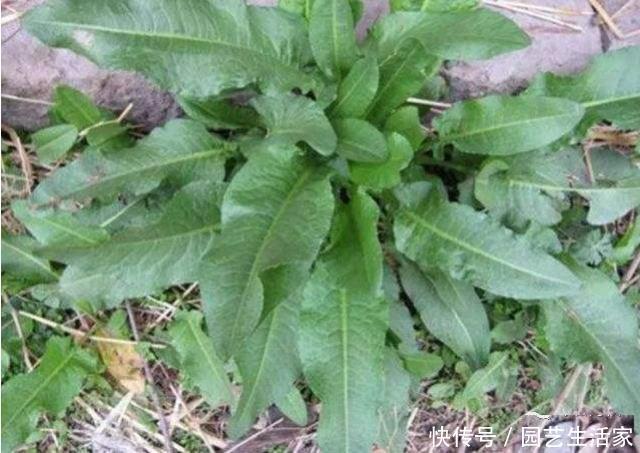 此草人称“吐血草”，农民割去喂猪，真可惜！却不知它能止血祛瘀