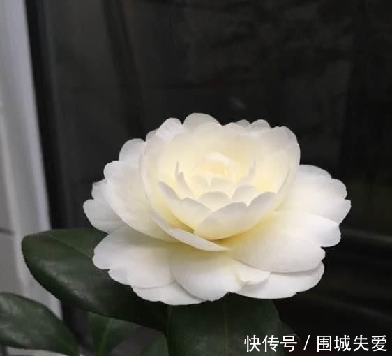  传统|此花是中国传统名花，可媲美牡丹，植株低矮，还可盆栽观赏